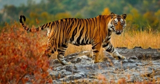 Wild Animals In India