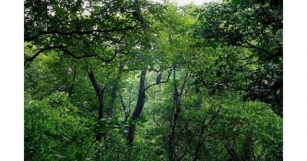 Dandakaranya Forest