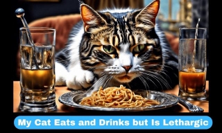 My Cat Eats And Drinks But Is Lethargic