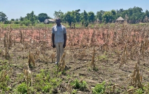 SCORECARD: Despite Tinubu’s promises to revamp agriculture, farmers say they face more hardship