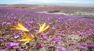 Desert Flowers & Blooming Desert Plants