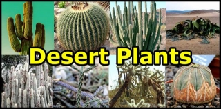 Desert Plants: List, Names And Adaptations