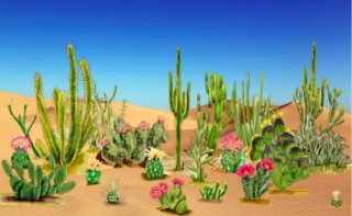Desert Gardening 101: What Can You Plant In The Desert