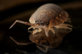 Prevention Is Key: Tips For Avoiding Bed Bugs And Other Pests On Your Travels