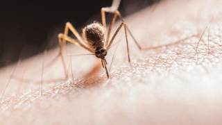 Mosquito 101: Unveiling The Mysteries Of Mosquitoes In Northeast Ohio