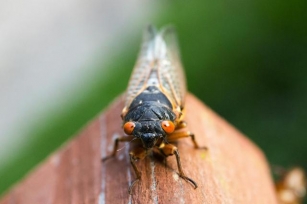 Cicada Serenade Or Summer Symphony? Unveiling The Buzz About Cicadas In Northeast Ohio, 2024