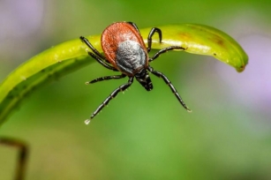 Ticked Off By Ticks In Northeast Ohio? Your Guide To Staying Safe!