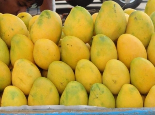 The Rise Of Bangladeshi Mangoes In The World Market [P-2]