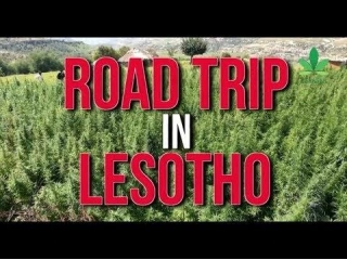Lesotho: Thought To Be Africa's First Legalize Cannabis (Ganja/Marijuana) Cultivation