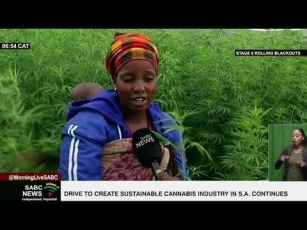 Marijuana Farmers In South Africa