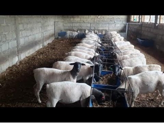 Dorper Sheep Zero Grazing In Small Area