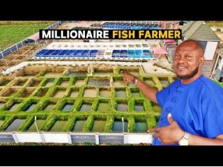 One Of The Biggest Fish Farm In Africa  With More That 2.6 Million Fish - Nigeria