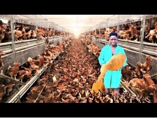 Cut Cost Of Feed To Keep 12000 Chickens
