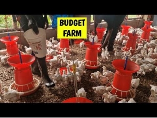 Start A 500 Chicken Farm On A Low Budget
