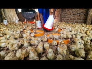 Protect Chicks Against Diseases - Zero Deaths!