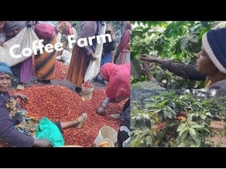Farming Coffee In Tanzania