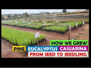 Grew Thousands Of Pine, Eucalyptus & Casuarina Trees From Seed To Seedling