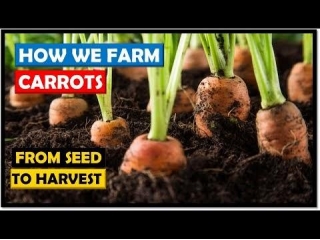 How We Farm Carrots From Seed To Harvest