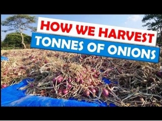 Onion Farming In Zambia
