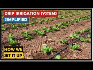 Drip Irrigation Systems: Simple, Direct And Cost-effective