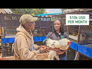 Poultry Farmer In Zimbabwe