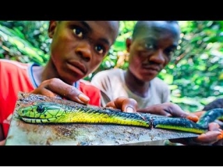 Hunting VENOMOUS SNAKES With THE PYGMIES - Congo