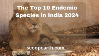 The Top 10 Endemic Species In India 2024