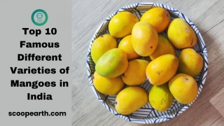 Top 10 Famous Different Varieties Of Mangoes In India