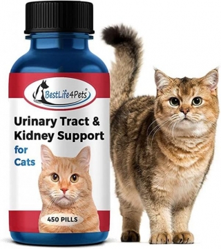 Urinary Tract Infections In Cats: Symptoms, Causes, And Treatments