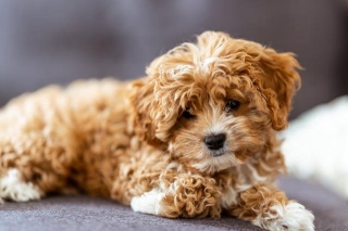 200+ List Of Cavapoo Dog Names For Male And Female