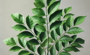 Unlocking The Health Benefits Of Curry Leaves: Scientific Evidence And Proven Advantages