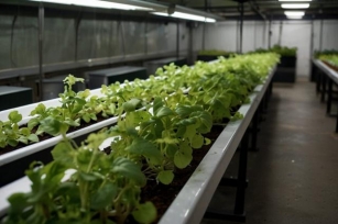 Sow, Grow, Reap: Tips For Maximizing Profit With Hydroponic Gardening
