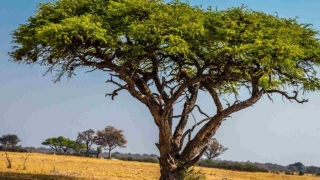 Pohon Akasia, Pohon Peneduh Penuh Manfaat Untuk Lingkungan
