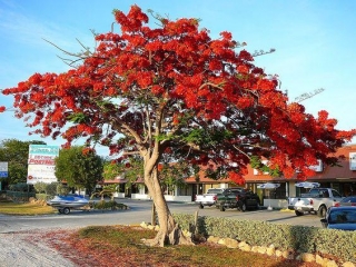 Pohon Flamboyan: Penjelasan, Morfologi, Klasifikasi, Fungsi
