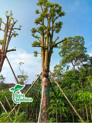 Harga Pohon Pule Besar Siap Kirim Seluruh Indonesia