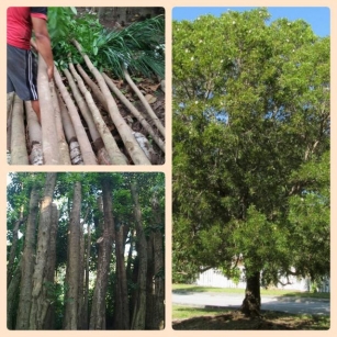 Jual Pohon Mahoni Besar Tinggi 1-5 Meter Pohon Penghijauan