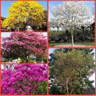Jual Pohon Tabebuya (4 Warna) All Size Untuk Penghijauan & Pohon Hias