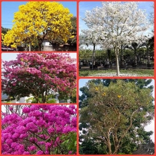 Jual Pohon Tabebuya (4 Warna) All Size Untuk Penghijauan & Pohon Hias