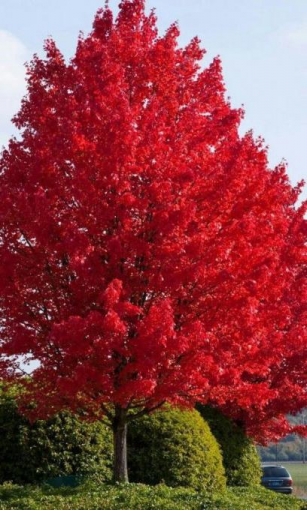 8 Pohon Besar Yang Punya Bunga Warna Merah