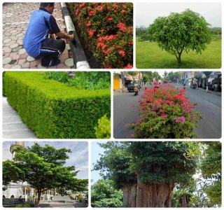 14 Pohon Yang Cocok Ditanam Di Area Sekolah (Buah & Peneduh)