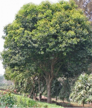 Pohon Tanjung : Pengertian, Klasifikasi, Morfologi, Manfaat, Cara Merawat