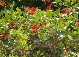 Dadap Merah: Pohon Indah Dengan Bunga Merah Cocok Untuk Peneduh