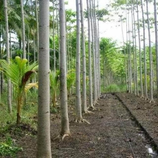 Pohon Sengon: Jenis, Morfologi, Taksonomi, Ekologi, Manfaat