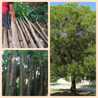 Jual Pohon Mahoni Siap Kirim Borongan Pohon Peneduh & Penghijauan