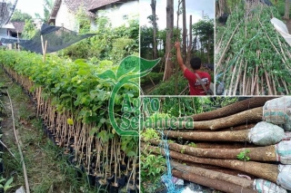 Jual Pohon Trembesi Ngawi Murah Dan Berkualitas Unggul
