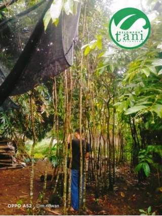 Jual Pohon Tanjung Unggul Siap Kirim Beli Dapat Diskon