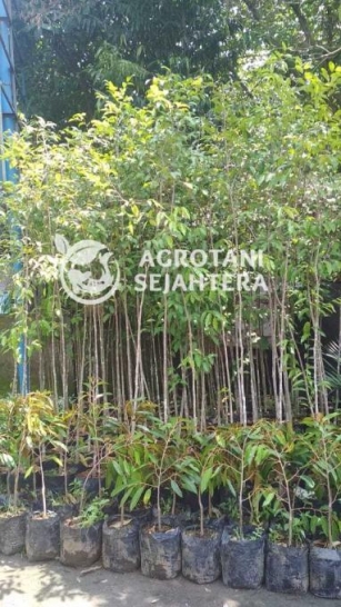 Jual Bibit Pohon Gaharu – Jual Borongan Siap Kirim Se Indonesia