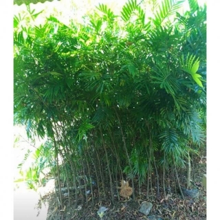 Jual Pohon Kiara Payung Kualitas Super Diskon Beli Borongan
