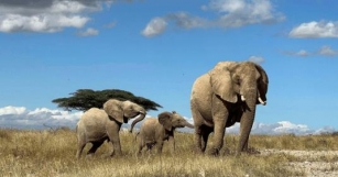Study On Behaviours Of Elephants