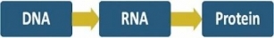 Central Dogma And Gene Expression